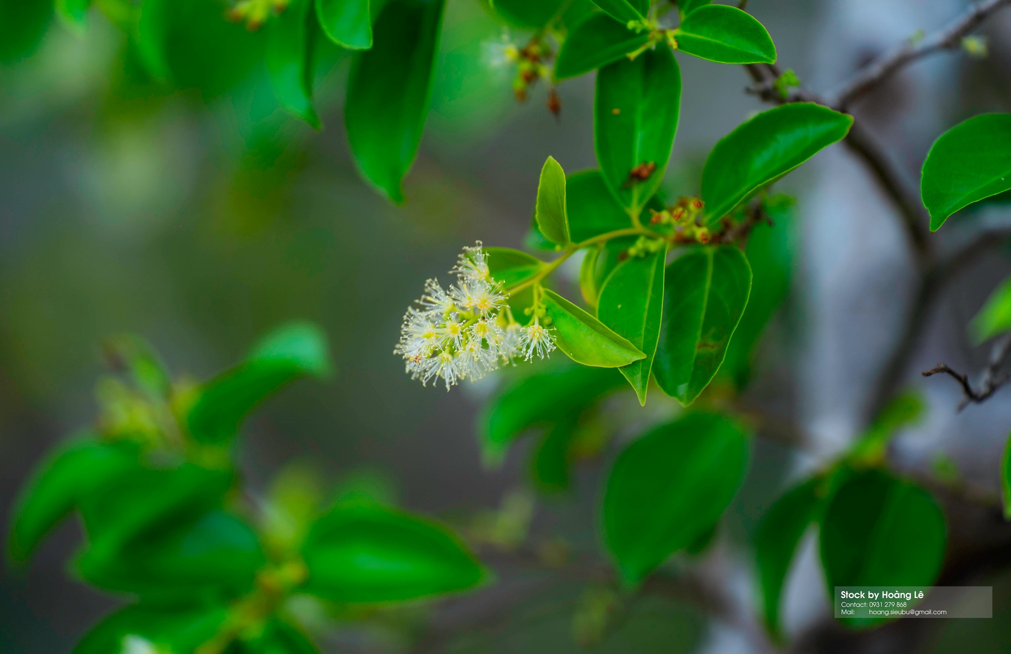 Rú Chá Mangrove Forest Hue